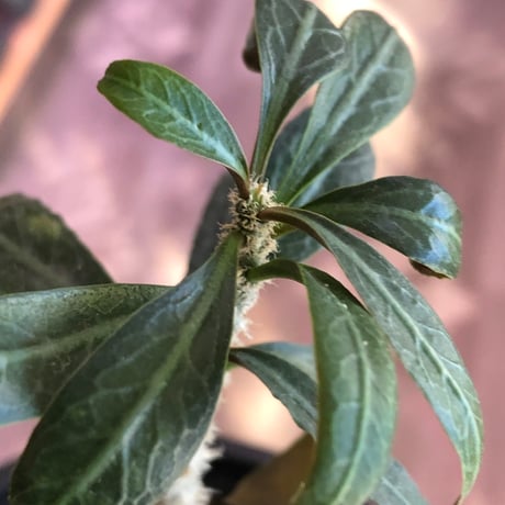 euphorbia waringiae《M size》※現地球株発根済※ぽっこりと丸みある塊根にギザギザ葉が相まって堪らなくかわいい一株※black bowl pot植え