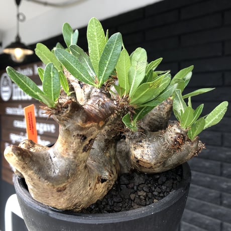 pachypodium brevicalyx《大きめL size》※現地球発根後店主国内管理6年株※丈があり大変ゴツゴツ感強き男前な出立ちが堪らない※mad black bowl pot植え