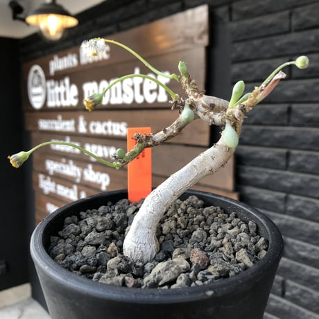 othonna clavifolia《M size》激希少※現地球発根済株※個体が激減し輸入厳しいぷっくり多肉質の葉を展開する冬型の人気者‼︎オススメ株※mad black pot植え