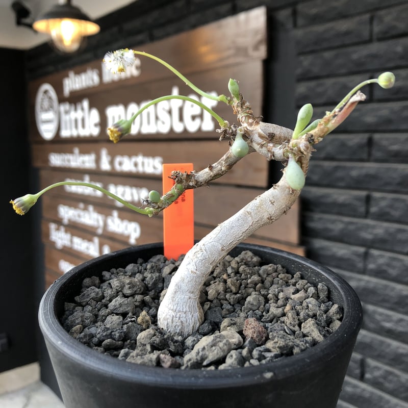 オトンナ　クラビフォリア　現地株　発根済 オトンナ クラビフォリア 現地株 発根済 オトンナクラビフォリア現地株発根