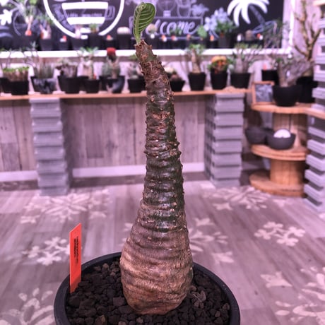 packypodium  windsorii《Msize》現地球発根済み株‼︎今後脇枝が出てくる為、かなりバランスの良きウィンゾリー‼︎※mad black pot植え