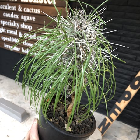 didierea  madagascariensis《大きめM size》※激希少株※シルバーの棘に覆われたイカした奴　※mad  black  pot植え