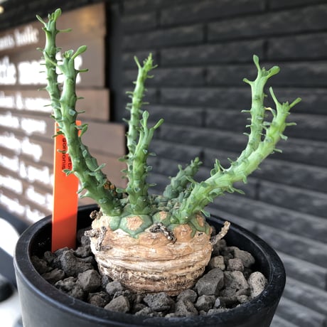 euphorbia gorgonis《大きめM size》※現地球発根済株※人気🐙タコもの‼︎美多肉質の葉と木質wild塊根部の二面性が魅力※mad  black pot植え