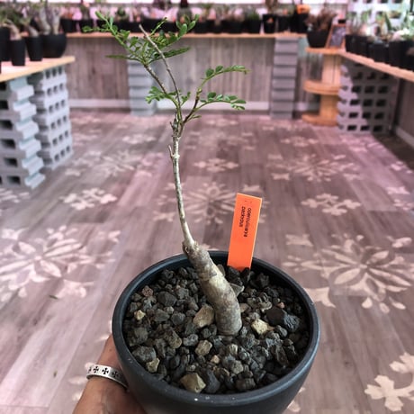 opercullicarya   packypus  littmon  seed🌱 《4年半株》※mad black  bowl  pot植え （限定5株）