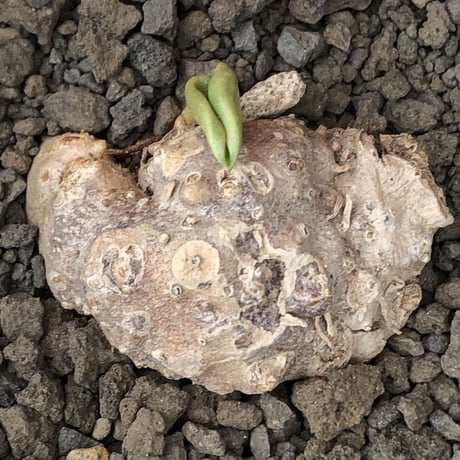 eriospermum cooperi《XL size》驚愕‼︎冬型激希少年代物大株※現地球発根後店主国内管理8年株※大変bigな塊根＆極美しい大きな葉も魅力な一株※mad black pot植え