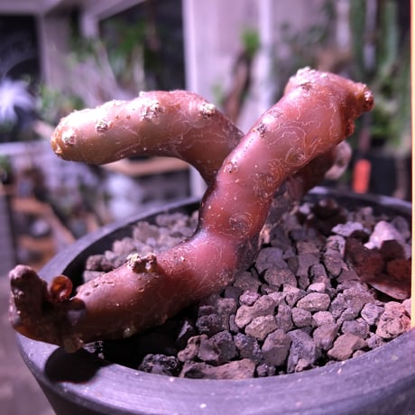 sarcocaulon   multifidum《M size》※枝ぶりbalance良き冬の人気者※mad  black  pot植え