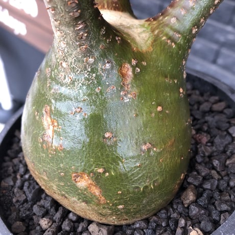 pachypodium gracilius《小さめL size》希少green肌&球体樹形※現地球発根後店主国内管理3年株※まん丸な樹形&極balance株※mad black bowl pot植え