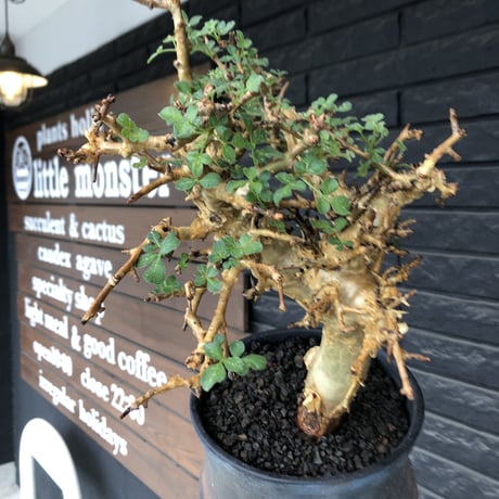 commiphora  stocksiana《大きめL size》※現地球発根後店主国内管理12年株※weight低く長年枝も太く作り込んだ佇まいが堪らない一株※鉄鉢植え