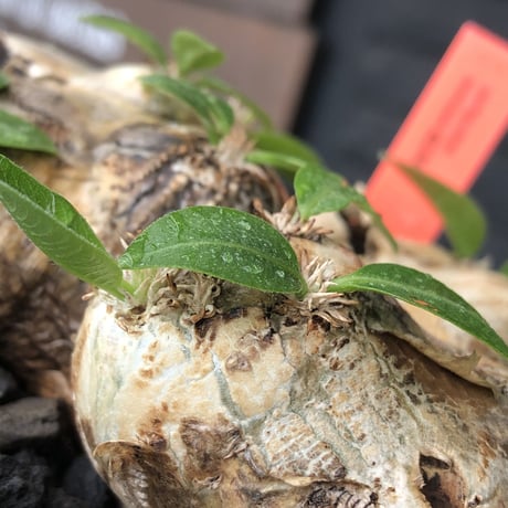 pachypodium brevicaule恵比寿笑い《大きめM size》※現地球発根後店主国内管理3年株※手乗り丁度良きサイズ感‼︎威勢よく展開中🌱※mad black pot植え