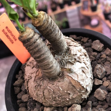 euphorbia subapoda《大きめM size》※大きくbalanceも良型‼︎ススをまとった様なmad感な肌質がカッコ可愛いオススメ株‼︎現在開花中‼︎※mad  black pot植え
