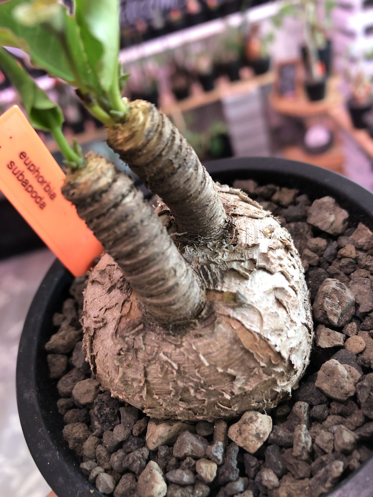 euphorbia subapoda《大きめM size》※大きくbalanceも良型‼︎スス