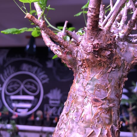 commiphora   humbertii《 M  size》※発根芽吹き済み株‼︎ wildな株幅を持つ男前な佇まい‼︎※mad black pot植え