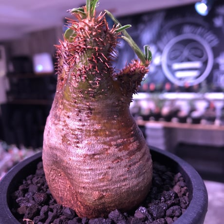 pachypodium  gracilius《大きめS size》極赤肌＆良樹形※現地球発根済株※店主国内管理2年株※樹形は可愛く＆エグいほどwildな極赤肌な良樹形※mad black pot植え