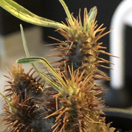 packypodium  gracilius《S size》※現地球発根済株※店主国内管理2年株※短枝weight低く枝振りも良し‼︎激まん丸なかわいい一株※mad black bowl pot植え
