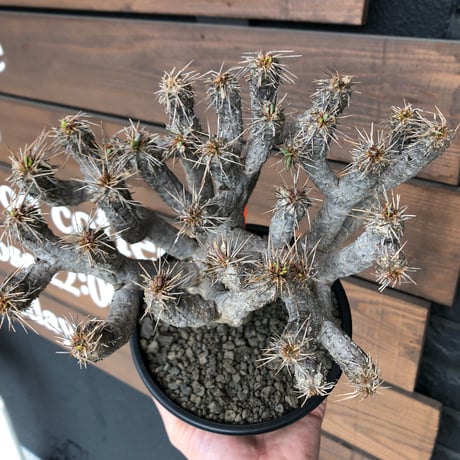 euphorbia  guillauminiana《大きめL size》※現地球発根済株※店主国内管理4年株※溶岩質土壌育ちの現地球株らしい表皮＆厳つい極太幹が◎※mad black pot植え