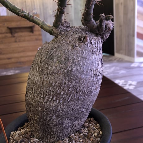 packypodium  bispinosum