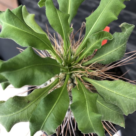 pachypodium namaquanum 光堂《大きめL size》littmon seed🌱※中々見かけないはずのサイズ感のとびきり丸み強きかわいい一株※mad black pot植え
