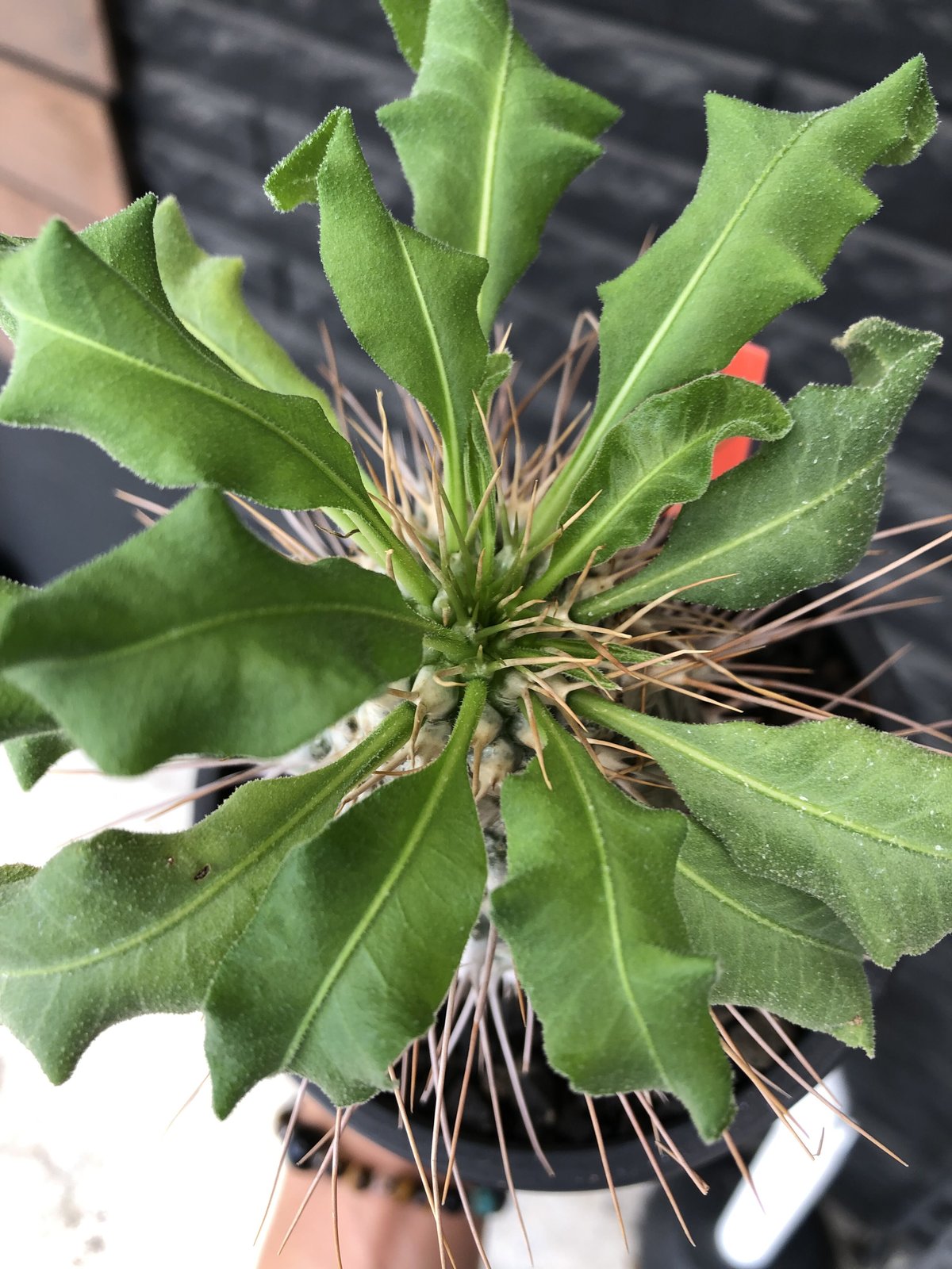 pachypodium namaquanum 光堂《大きめL size》littmon see