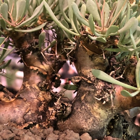 othonna   euphorbioides《L size》black肌※三分頭な最高balance株‼︎ウェイトが下にある堪らない樹形※mad black marble bowl pot植え