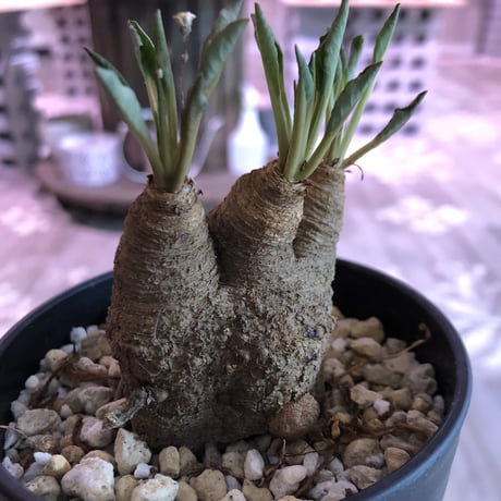 euphorbia    fish bone《S  size》おススメ株