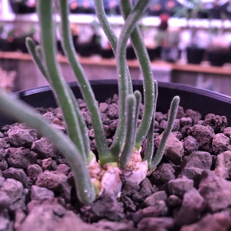 monilaria   pisiformis《SS  size》※現地球発根済株※モニラリア属　（最上位激希少種）※冬型caudex‼︎   ※mad black bowl pot植え