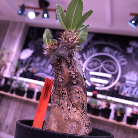 packypodium   enigmaticum《希少 S size》発根済み株‼︎ 驚愕 GOLD肌