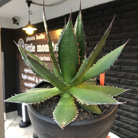 agave horrida《大きめL size》※現地球発根後店主国内管理3年株※締まり&樹形balance良き大きめホリダ※mad black bowl pot植え