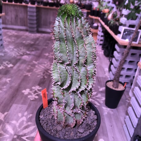 euphorbia    horrida《L  size》※現地球発根済株‼︎※大変立派なホリダ‼︎子吹き易いので成長が楽しみなカッコイイ一株‼︎※mad black pot植え