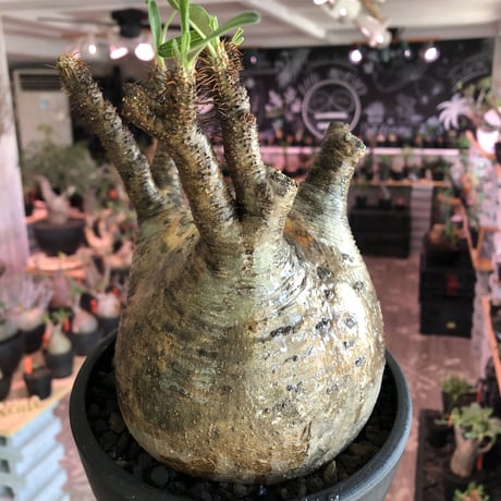 packypodium  gracilius《大きめL size》ぼってり樹形+現地焼け※現地球発根済株※店主国内管理2年株※荒め肌質のbigぼってり株※mad black bowl pot植え