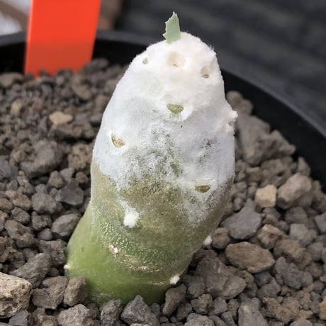 othonna   cyclophylla《大きめS size》※littmon seed🌱※白く丸々とした可愛さからの今後の成長と表皮の変色も楽しめる一株※mad black bowl pot植え