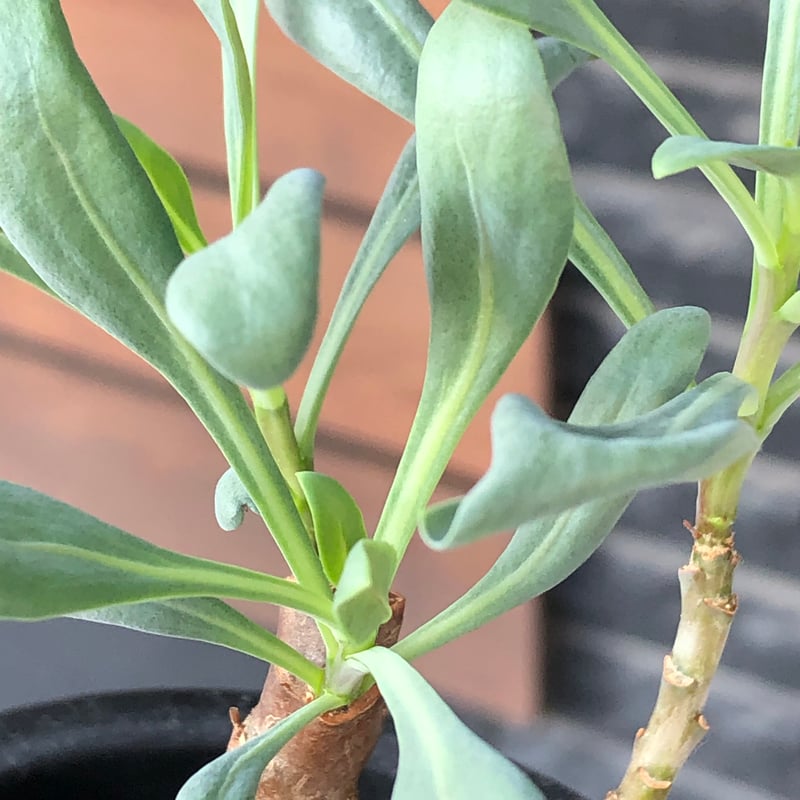 希少 コレクション株 オトンナ パキポダ 希少 コレクション株 オトンナ パキポダ 【公式通販】