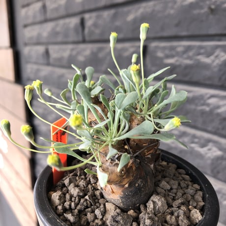othonna  euphorbioides《M size》※現地球発根後店主国内管理3年株※株元は太く綺麗目肌の持ち主‼︎※mad black pot植え