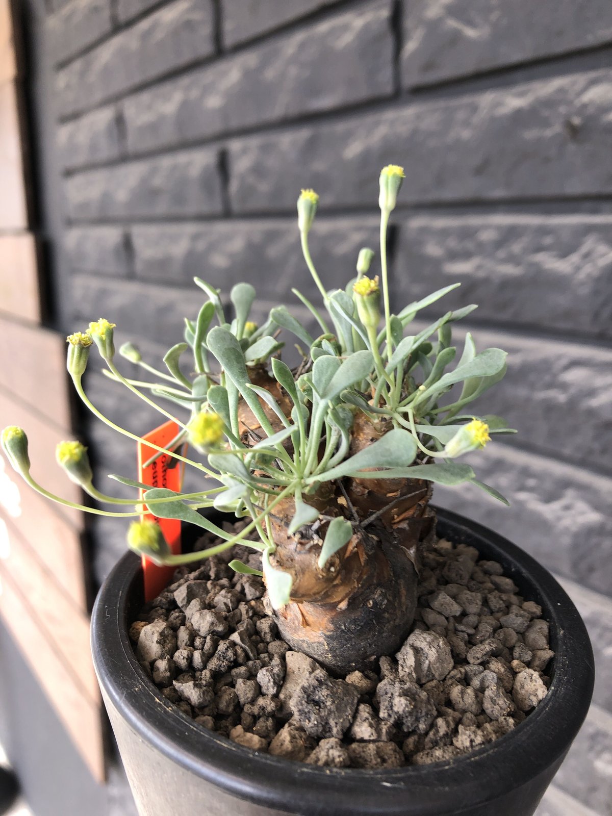 othonna euphorbioides《M size》※現地球発根後店主国内管理3年 othonna euphorbioides《M size》※現地球発根後店主国内管理3年