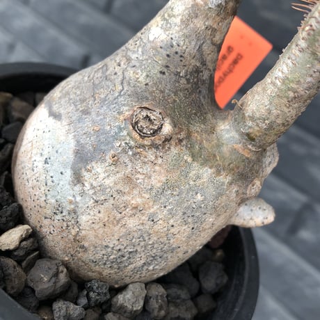 pachypodium gracilius《小さめM size》※現地球発根後店主国内管理3年株※大変ぼってり感強き樹形に霜降り斑点柄が可愛い一株※mad black pot植え
