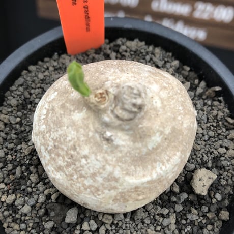 pentagonanthus grandiflorus ssp.glabrescens《M size 》※現地球発根後店主国内管理2年株※激希少種‼︎可愛すぎる装い※mad black pot植え