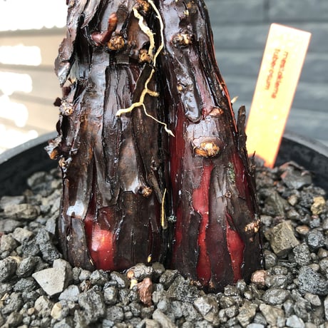 mestoklema  tuberosum《M size》※現地球発根後店主国内管理3年株※仁王立ちなツベローサムらしい樹形‼︎冬季も動く唯一無二な希少灌木※mad black pot植え