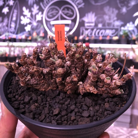 monilaria   pisiformis《M size》激希少群生株   ※冬型caudex‼︎　※浅鉢植え