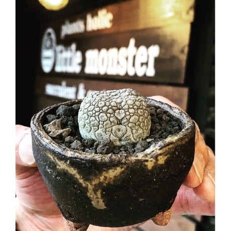 pseudolithos migiurtinus《大きめM size》驚愕‼︎激希少種※現地球発根後店主国内管理8年株※爬虫類や恐竜見たくwildな肌が堪らない‼︎※陶器浅鉢植え