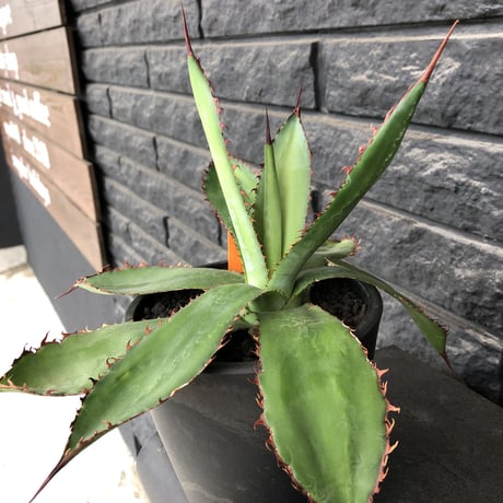 agave  bovicornuta《L  size》※発根済株※赤色の長短のある刺が交互に生える希少性高い美株ボビコルヌータ※mad black pot植え