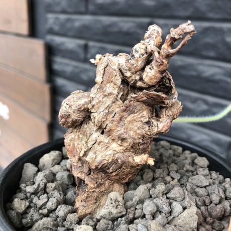 pelargonium triste《大きめM  size》※現地球発根済株※店主国内管理3年株※サイドに朽くしエグれた傷跡を持ち、weight低くぼってり株※mad black bowl pot植え