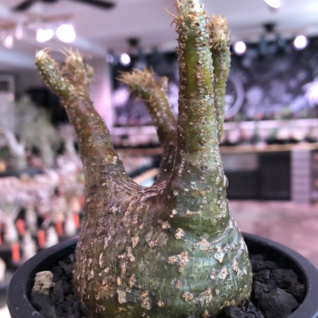 pachypodium  gracilius《小さめM size》※現地球発根済株※店主国内管理3年株※まるでフグの様な柄を持つ丁度良きサイズ感のグラキ※mad black pot植え