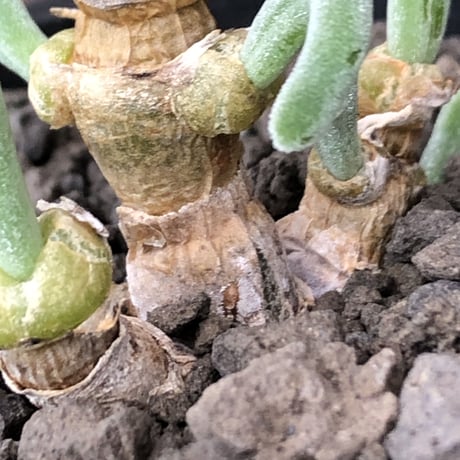 monilaria  pisiformis《大きめS size》※現地球発根後店主国内管理3年株※モニラリア属（激希少最上位種）冬型caudex※mad black pot植え