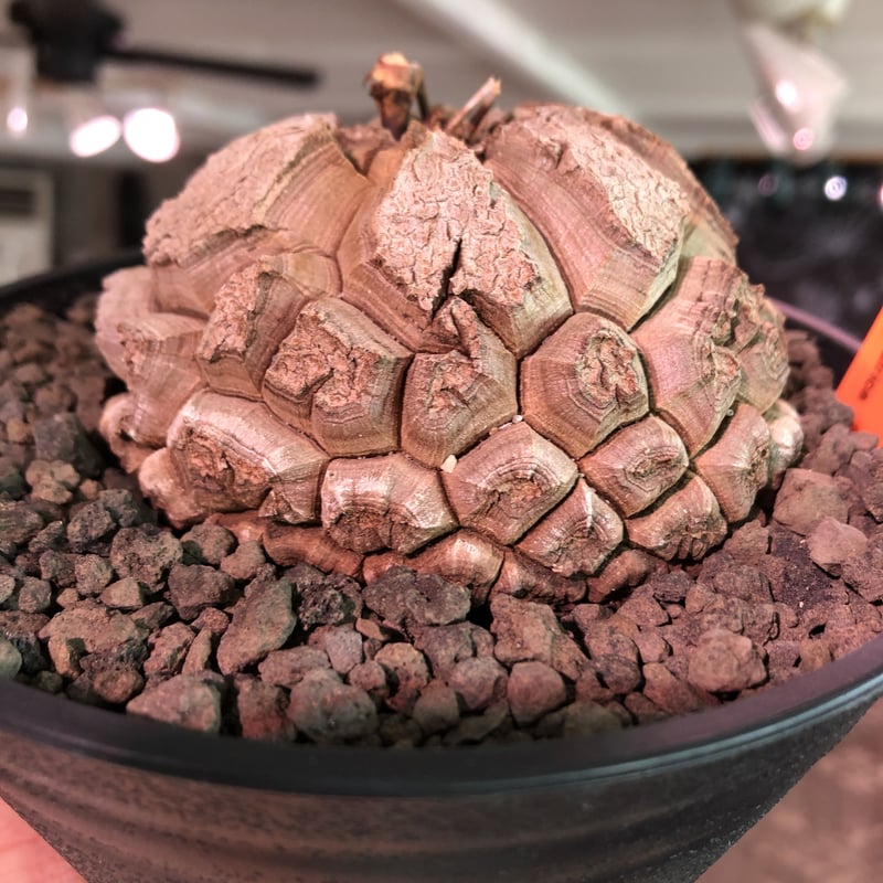 dioscorea elephantipes アフリカ亀甲竜《大きめM size》※今後 dioscorea elephantipes アフリカ亀甲竜《大きめM size》※今後