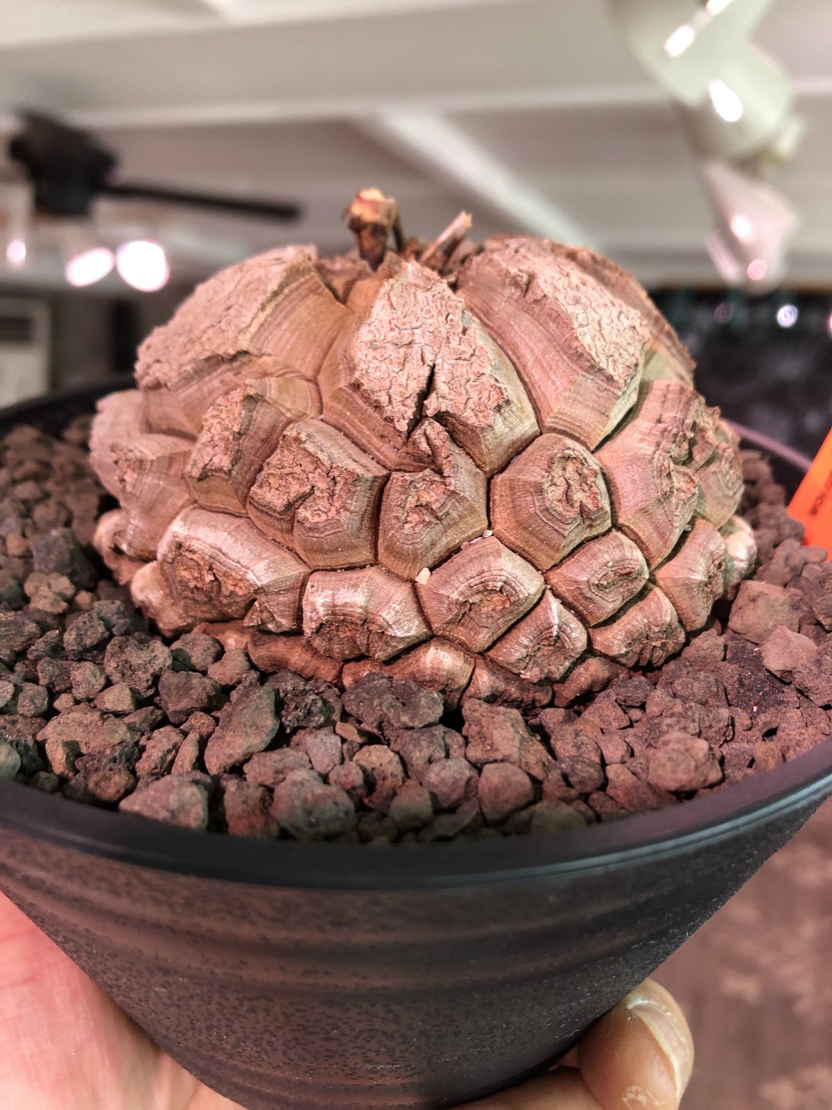 dioscorea elephantipes アフリカ亀甲竜《大きめM size》※今後 dioscorea elephantipes アフリカ亀甲竜《大きめM size》※今後