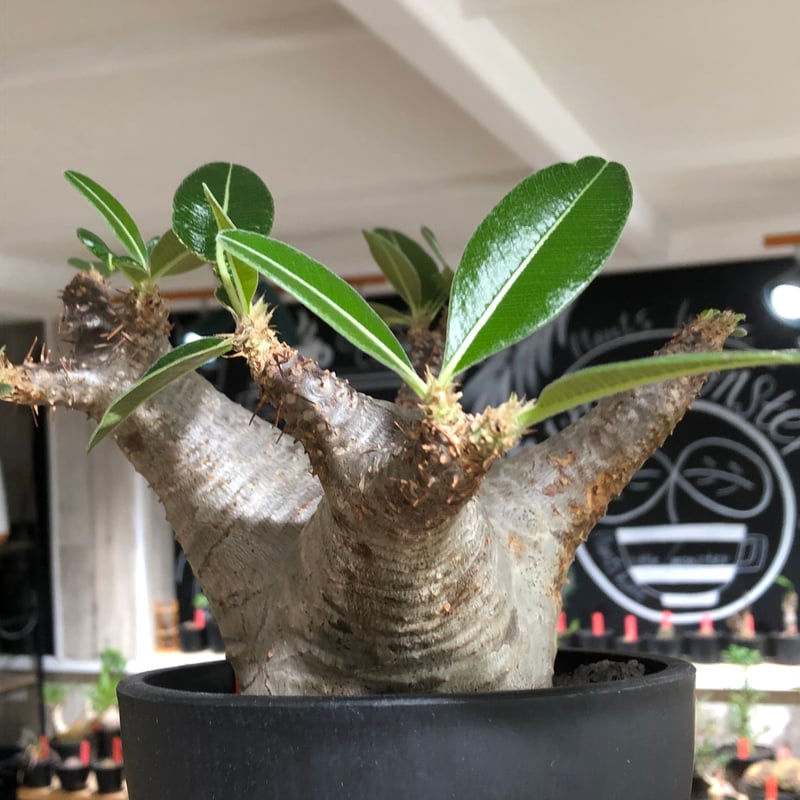 pachypodium enigmaticum《L size》※現地球株発根済※ワイルドな極太