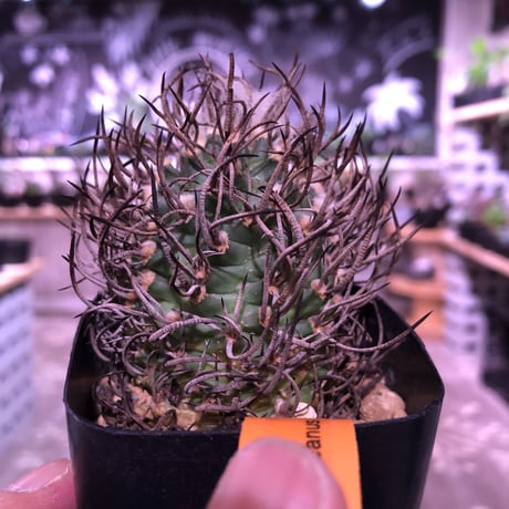 turbinicarpus  昇竜丸