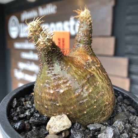 packypodium  gracilius《大きめS size》希少二頭枝※現地球発根済株※店主国内管理2年株※歪感のあるぼってり樹形が逆に堪らなく愛くるしい一株※mad black pot植え