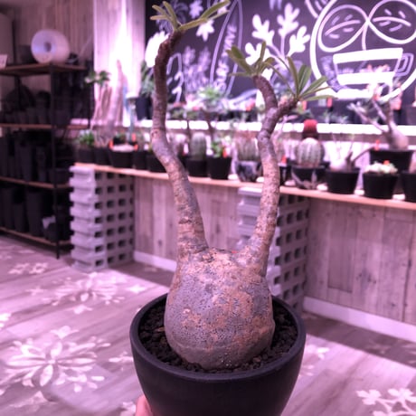 packypodium  gracilius《L size》店主国内管理2年株※現地球発根済株‼︎ ※希少‼︎二頭枝‼︎現地焼け肌が堪らなく可愛い超球体グラキ※mad black bowl pot植え