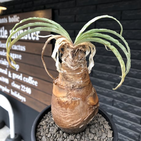 boophane  disticha  《 大きめM size》ver.陽炎type※現地球発根後店主国内管理3年株※適度なぼってり感樹形&躍動感あるジリジリ葉を展開※mad black pot植え