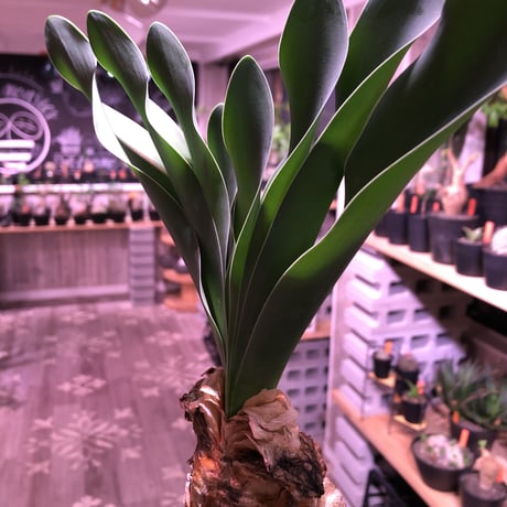 boophane   haemanthoides  陽炎type‼︎《 L  size》希少陽炎株‼︎※大変美しい装いに撃沈※mad black bowl pot植え　※国内管理２年株